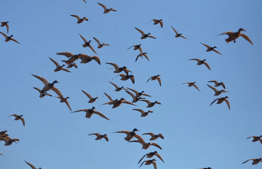 Goldeneye Drone Services